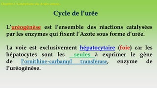 Chapitre 2 : Catabolisme des Acides aminés
Cycle de l’urée
L’uréogénèse est l’ensemble des réactions catalysées
par les enzymes qui fixent l’Azote sous forme d’urée.
La voie est exclusivement hépatocytaire (foie) car les
hépatocytes sont les seules à exprimer le gène
de l’ornithine-carbamyl transférase, enzyme de
l’uréogénèse.
 