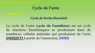 Chapitre 2 : Catabolisme des Acides aminés
Cycle de l’urée
Définition
Cycle de Krebs-Henseleit
Le cycle de l'urée (cycle de l'ornithine) est un cycle
de réactions biochimiques se produisant dans de
nombreux cellules animales qui produisent de l'urée
(NH2)2CO à partir de l'ammoniac (NH3)
 
