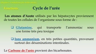 Chapitre 2 : Catabolisme des Acides aminés
Cycle de l’uréeFonctions
Les atomes d’Azote utilisés par les hépatocytes proviennent
de toutes les cellules de l’organisme sous forme de :
 Glutamine, qui transporte l’ammoniac sous
une forme très peu toxique
 Ions ammonium, en très petites quantités, provenant
surtout des désaminations intestinales.
Le Carbone de l’urée provient des bicarbonates.
 