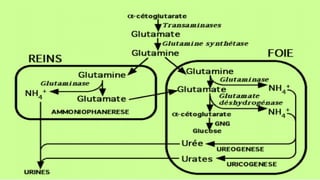 Chapitre 2 : Catabolisme des Acides aminés
Cycle de l’urée
 