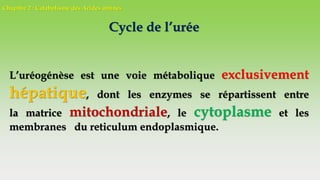 Chapitre 2 : Catabolisme des Acides aminés
Cycle de l’urée
L’uréogénèse est une voie métabolique exclusivement
hépatique, dont les enzymes se répartissent entre
la matrice mitochondriale, le cytoplasme et les
membranes du reticulum endoplasmique.
 