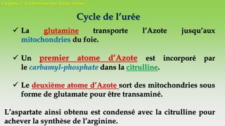 Chapitre 2 : Catabolisme des Acides aminés
Cycle de l’urée
 La glutamine transporte l’Azote jusqu’aux
mitochondries du foie.
 Un premier atome d’Azote est incorporé par
le carbamyl-phosphate dans la citrulline.
 Le deuxième atome d’Azote sort des mitochondries sous
forme de glutamate pour être transaminé.
L’aspartate ainsi obtenu est condensé avec la citrulline pour
achever la synthèse de l’arginine.
 