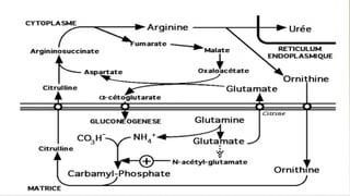 Chapitre 2 : Catabolisme des Acides aminés
Cycle de l’urée
 