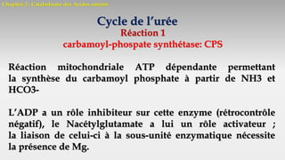Chapitre 2 : Catabolisme des Acides aminés
Cycle de l’urée
Réaction 1
carbamoyl-phospate synthétase: CPS
Réaction mitochondriale ATP dépendante permettant
la synthèse du carbamoyl phosphate à partir de NH3 et
HCO3-
L’ADP a un rôle inhibiteur sur cette enzyme (rétrocontrôle
négatif), le Nacétylglutamate a lui un rôle activateur ;
la liaison de celui-ci à la sous-unité enzymatique nécessite
la présence de Mg.
 