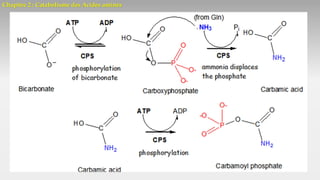 Chapitre 2 : Catabolisme des Acides aminés
Cycle de l’urée
 