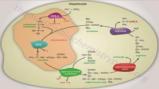 Chapitre 2 : Catabolisme des Acides aminés
Cycle de l’urée
 