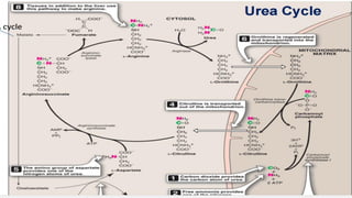 Chapitre 2 : Catabolisme des Acides aminés
Cycle de l’urée
 