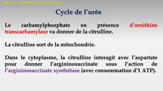 Chapitre 2 : Catabolisme des Acides aminés
Cycle de l’urée
Le carbamylphosphate en présence d’ornithine
transcarbamylase va donner de la citrulline.
La citrulline sort de la mitochondrie.
Dans le cytoplasme, la citrulline interagit avec l’aspartate
pour donner l’argininosuccinate sous l’action de
l’argininosuccinate synthétase (avec consommation d’1 ATP).
 