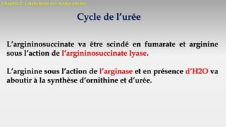 Chapitre 2 : Catabolisme des Acides aminés
Cycle de l’urée
L’argininosuccinate va être scindé en fumarate et arginine
sous l’action de l’argininosuccinate lyase.
L’arginine sous l’action de l’arginase et en présence d’H2O va
aboutir à la synthèse d’ornithine et d’urée.
 