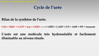 Chapitre 2 : Catabolisme des Acides aminés
Cycle de l’urée
Bilan de la synthèse de l'urée.
CO2 + NH4+ + 3 ATP + Asp + 2 H2O -------> URÉE + 2 ADP + 2 Pi + AMP + PPi + fumarate
L’urée est une molécule très hydrosoluble et facilement
éliminable au niveau rénale.
 
