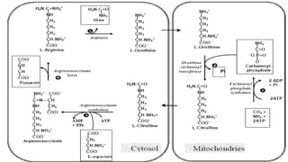 Chapitre 2 : Catabolisme des Acides aminés
Cycle de l’urée
 