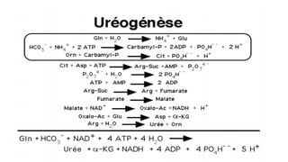 Chapitre 2 : Catabolisme des Acides aminés
Cycle de l’urée
 