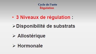 Cycle de l’urée
Régulation
 