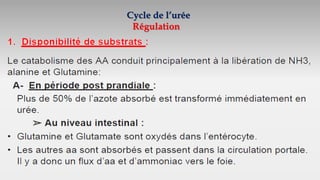 Cycle de l’urée
Régulation
 