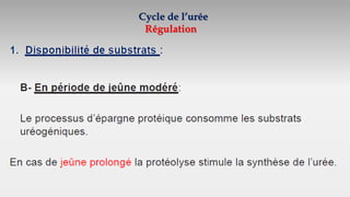 Cycle de l’urée
Régulation
 