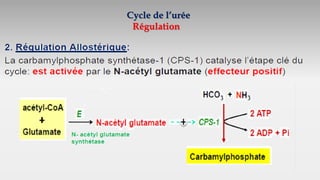 Cycle de l’urée
Régulation
 