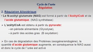Cycle de l’urée
Régulation
 