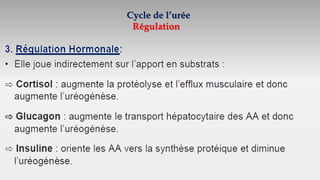 Cycle de l’urée
Régulation
 