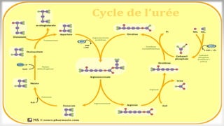 Cycle de l’urée
Régulation
 