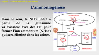 Chapitre 2 : Catabolisme des Acides aminés
L’ammoniogénèse
Dans le rein, le NH3 libéré à
partir de la glutamine
va s’associé avec des H+ pour
former l’ion ammonium (NH4+)
qui sera éliminé dans les urines.
 