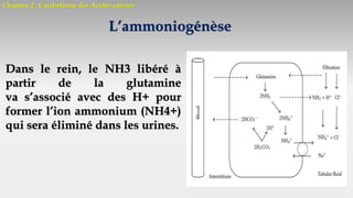 Chapitre 2 : Catabolisme des Acides aminés
L’ammoniogénèse
Dans le rein, le NH3 libéré à
partir de la glutamine
va s’associé avec des H+ pour
former l’ion ammonium (NH4+)
qui sera éliminé dans les urines.
 