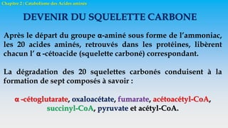 Chapitre 2 : Catabolisme des Acides aminés
DEVENIR DU SQUELETTE CARBONE
Après le départ du groupe α-aminé sous forme de l’ammoniac,
les 20 acides aminés, retrouvés dans les protéines, libèrent
chacun l’ α -cétoacide (squelette carboné) correspondant.
La dégradation des 20 squelettes carbonés conduisent à la
formation de sept composés à savoir :
α -cétoglutarate, oxaloacétate, fumarate, acétoacétyl-CoA,
succinyl-CoA, pyruvate et acétyl-CoA.
 