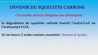 Chapitre 2 : Catabolisme des Acides aminés
DEVENIR DU SQUELETTE CARBONE
- Les acides aminés cétogènes (ou cétoniques)
la dégradation du squelette carboné fournit l’acétyl-CoA ou
l’acétoacétyl-COA.
Ici on trouve 2 acides aminés essentiels : leucine et lysine.
 