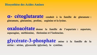 Biosynthèse des Acides Amines
α- cétoglutarate conduit à la famille de glutamate :
glutamate, glutamine, proline, arginine et la lysine.
oxaloacétate donne la famille de l’aspartate : aspartate,
asparagine, méthionine, thréonine et l’isoleucine.
glycérate-3-phosphate mène à la famille de la
sérine : sérine, glycocolle (glycine), la cystéine.
 