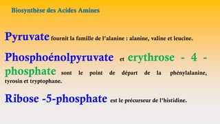 Biosynthèse des Acides Amines
Pyruvatefournit la famille de l’alanine : alanine, valine et leucine.
Phosphoénolpyruvate et erythrose - 4 -
phosphate sont le point de départ de la phénylalanine,
tyrosin et tryptophane.
Ribose -5-phosphate est le précurseur de l’histidine.
 
