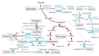 Biosynthèse des Acides Amines
 