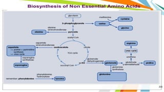 Biosynthèse des Acides Amines
 