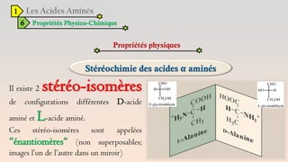 1
6 Propriétés Physico-Chimique
Propriétés physiques
Il existe 2 stéréo-isomères
de configurations différentes D-acide
aminé et L-acide aminé.
Ces stéréo-isomères sont appelées
“énantiomères” (non superposables;
images l’un de l’autre dans un miroir)
 