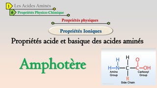1
6 Propriétés Physico-Chimique
Propriétés physiques
Propriétés acide et basique des acides aminés
Amphotère
 