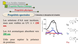 1
6 Propriétés Physico-Chimique
Propriétés physiques
Coloration et absorption de la lumière
Les solutions d’AA sont incolores,
mais sont visibles en UV: λ < 230
nm.
Les AA aromatiques absorbent vers
280 nm.
Utile pour repérer la présence
de protéines.
 