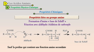 1
6 Propriétés Physico-Chimique
Propriétés Chimiques
Formation d’imine « base de Schiff »
Réaction avec aldéhyde: Addition de carbonyle
Sauf la proline qui contient une fonction amine secondaire
 