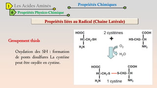 1
6 Propriétés Physico-Chimique
Propriétés Chimiques
Groupement thiols
Oxydation des SH : formation
de ponts disulfures La cystéine
peut être oxydée en cystine.
 