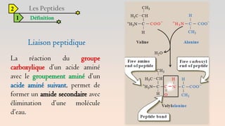 2
1 Définition
La réaction du groupe
carboxylique d’un acide aminé
avec le groupement aminé d’un
acide aminé suivant, permet de
former un amide secondaire avec
élimination d’une molécule
d’eau.
 