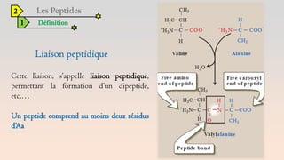 2
1 Définition
Cette liaison, s’appelle liaison peptidique,
permettant la formation d’un dipeptide,
etc.…
Un peptide comprend au moins deux résidus
d‘Aa
 