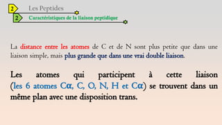 2
2 Caractéristiques de la liaison peptidique
La distance entre les atomes de C et de N sont plus petite que dans une
liaison simple, mais plus grande que dans une vrai double liaison.
Les atomes qui participent à cette liaison
(les 6 atomes Cα, C, O, N, H et Cα) se trouvent dans un
même plan avec une disposition trans.
 
