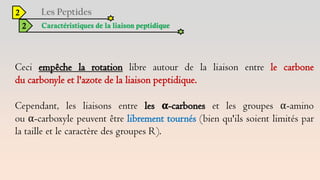 2
2 Caractéristiques de la liaison peptidique
Ceci empêche la rotation libre autour de la liaison entre le carbone
du carbonyle et l'azote de la liaison peptidique.
Cependant, les liaisons entre les α-carbones et les groupes α-amino
ou α-carboxyle peuvent être librement tournés (bien qu'ils soient limités par
la taille et le caractère des groupes R).
 