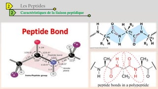 2
2 Caractéristiques de la liaison peptidique
 