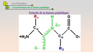 2
2 Caractéristiques de la liaison peptidique
Polarité de la liaison peptidique
 