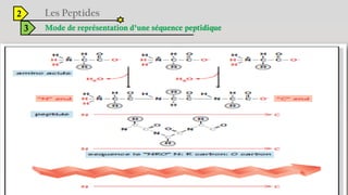 2
3 Mode de représentation d’une séquence peptidique
 