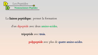2
4 Nomenclature-Peptides
La liaison peptidique; permet la formation
d’un dipeptide avec deux amino-acides,
tripeptide avec trois,
polypeptide avec plus de quatre amino-acides.
 