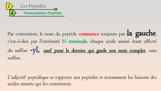 2
4 Nomenclature-Peptides
Par convention, le nom du peptide commence toujours par la gauche,
c'est-à-dire par l'extrémité N terminale, chaque acide aminé étant affecté
du suffixe -yl, sauf pour le dernier qui garde son nom complet, sans
suffixe.
L'adjectif peptidique se rapporte aux peptides et notamment les liaisons des
acides aminés qui les constituent.
 