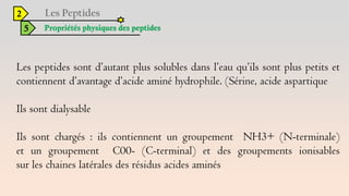 2
5 Propriétés physiques des peptides
Les peptides sont d’autant plus solubles dans l’eau qu’ils sont plus petits et
contiennent d’avantage d’acide aminé hydrophile. (Sérine, acide aspartique
Ils sont dialysable
Ils sont chargés : ils contiennent un groupement NH3+ (N-terminale)
et un groupement C00- (C-terminal) et des groupements ionisables
sur les chaines latérales des résidus acides aminés
 