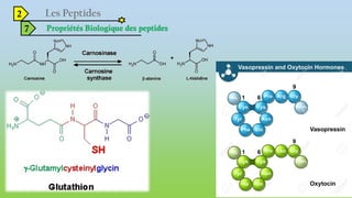 2
7 Propriétés Biologique des peptides
 