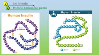 2
7 Propriétés Biologique des peptides
 