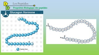 2
7 Propriétés Biologique des peptides
 