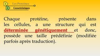 3
2 Caractéristiques
Chaque protéine, présente dans
les cellules, a une structure qui est
déterminée génétiquement et donc,
possède une taille prédéfinie (modifiée
parfois après traduction).
 